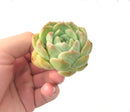 Echeveria ‘Helena’ Hybrid 2” Rare Succulent Plant