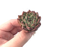 Echeveria 'Red Tips' 1"-2" Succulent Plant