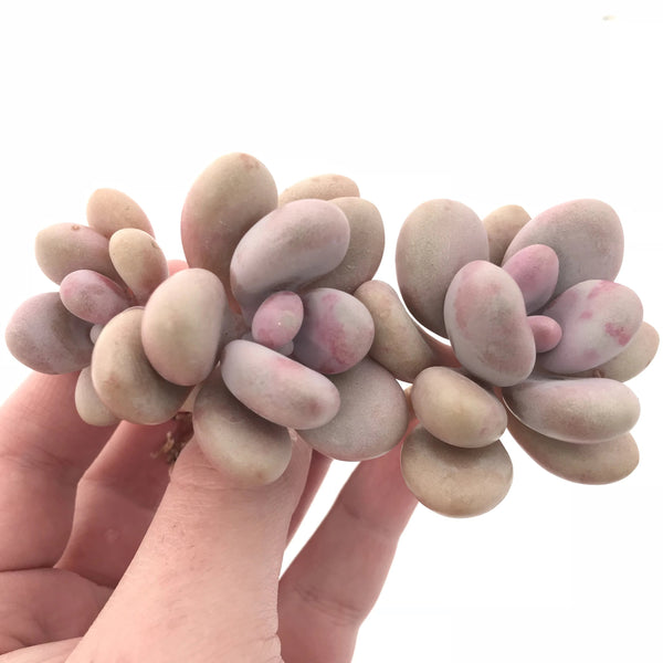 Graptopetalum Amethystinum Cluster 3" Rare Succulent Plant