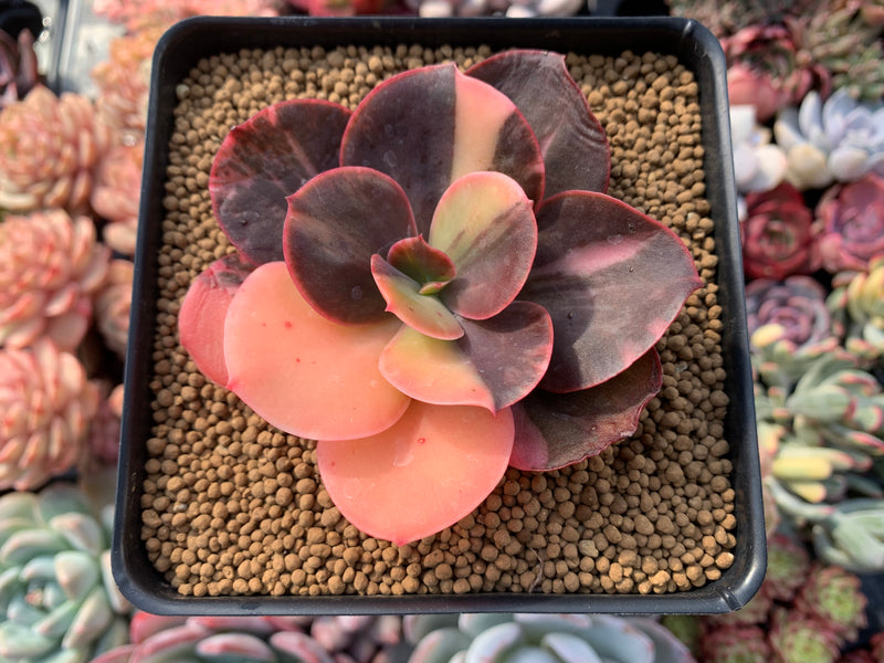 Echeveria 'Primadonna' Variegated 4" Succulent Plant