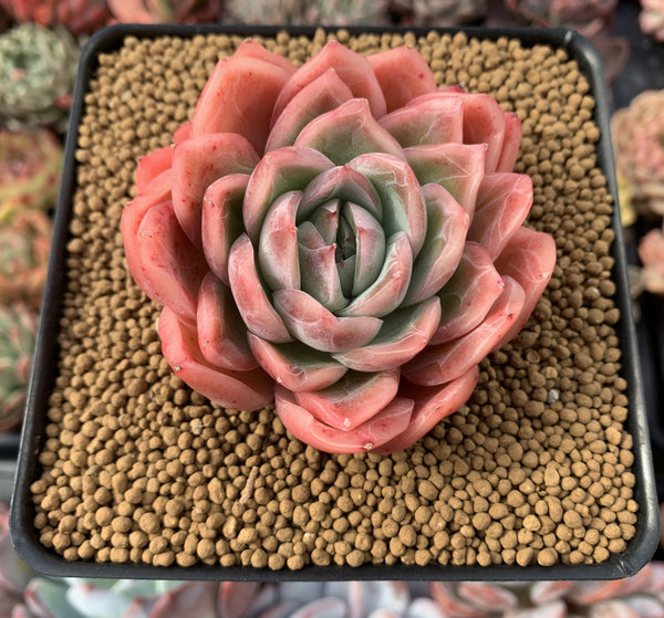 Echeveria 'Blue Surprise' 3" Succulent Plant