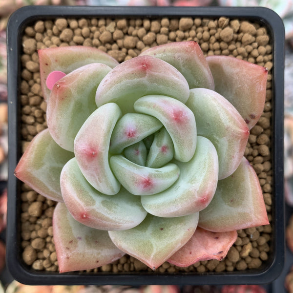 Echeveria 'White Champaign' 3" Succulent Plant