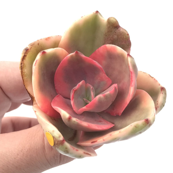 Echeveria 'Golden State’ Variegated 2"-3” Rare Succulent Plant