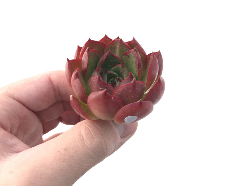 Echeveria 'Hailey' New Hybrid 2" Succulent Plant