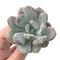 Echeveria 'Amarilli' 2"-3" New Powdery Hybrid Rare Succulent Plant