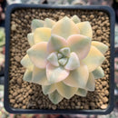 Graptoveria 'Titubans' Variegated 2” Succulent Plant