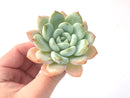 Echeveria 'Chloe' 3" Succulent Plant