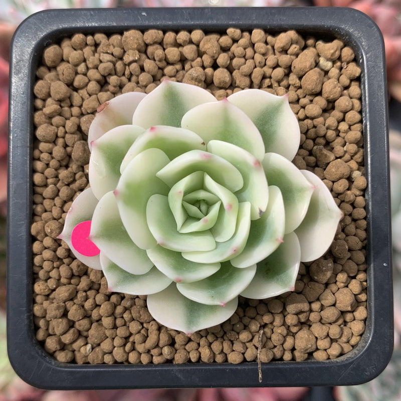 Echeveria 'Compton Carousel' Variegated 2" Small Succulent Plant