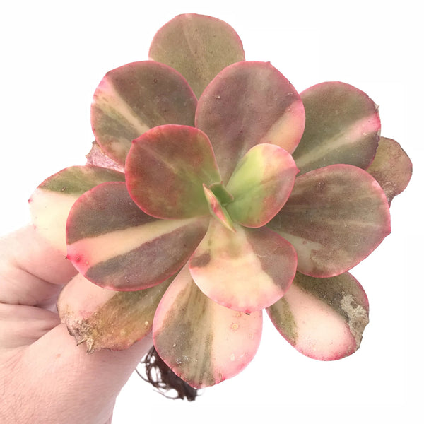 Echeveria Premaddona Variegated 4”-5” Specimen Rare Succulent Plant