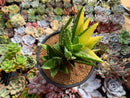 Aloe 'Nobilis' Variegated 5" Succulent Plant