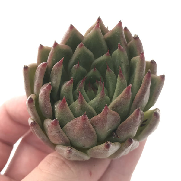 Echeveria 'Zaragosa' Hybrid 3" Succulent Plant