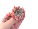 Echeveria 'Iceberg' 1"-2" Succulent Plant