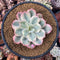 Echeveria 'Secunda' Variegated 4” Rare Succulent Plant