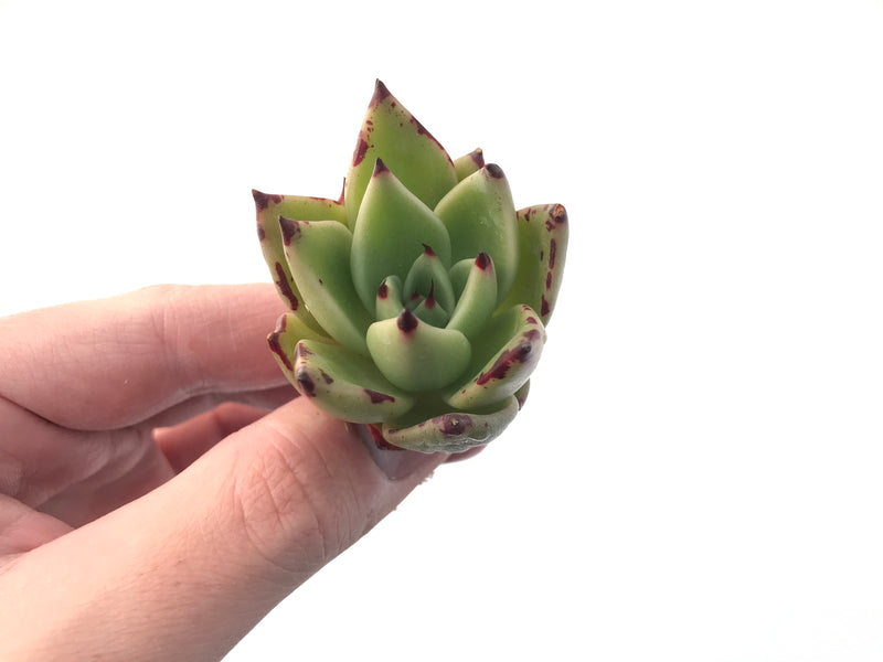 Echeveria Agavoides 'Obis' 2" Succulent Plant