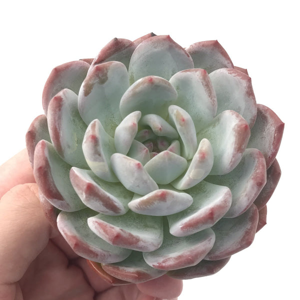 Echeveria 'Orange Monroe' 3" Powdery Succulent Plant