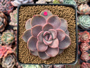 Echeveria Agavoides 'Tinkerbell' 3" Succulent Plant