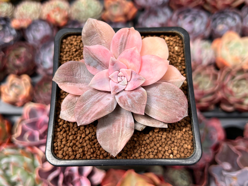 Quetzalcoatlia 'Pentandra Superba' Variegated 2" Succulent Plant (Formerly Graptopetalum 'Pentandrum Superbum' Variegated)