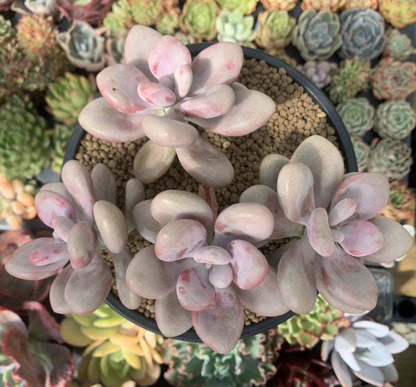 Graptopetalum 'Amethystinum' 5"-6" Cluster Succulent Plant