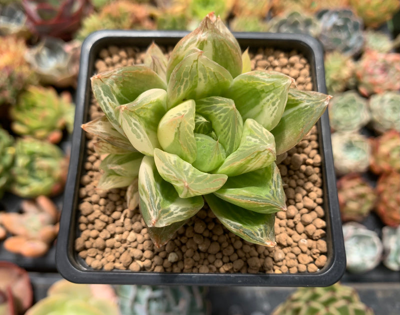 Haworthia 'Cymbiformis' Variegated 3" Succulent Plant