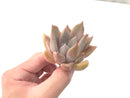 Echeveria 'Jinjuhee' 2" Rare Powdery Succulent Plant