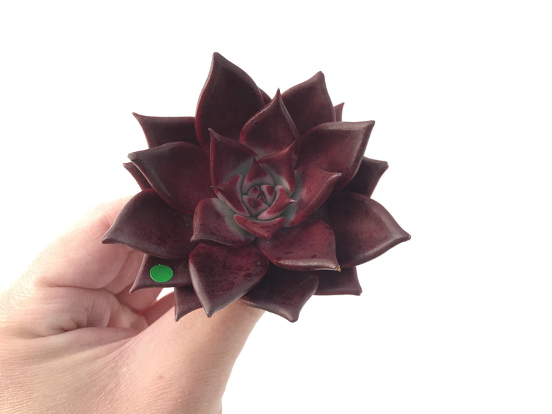 Echeveria Agavoides 'Luming' 4" Succulent Plant