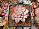 Echeveria sp. 2" Succulent Plant