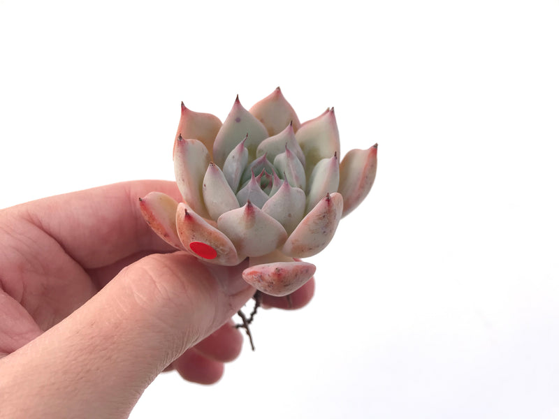 Echeveria 'Larega' Powdery 2" Succulent Plant