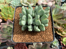 Conophytum 'Bilobum' Cluster 3" Succulent Plant