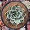 Echeveria Agavoides 'White Champaign' 4" Succulent Plant