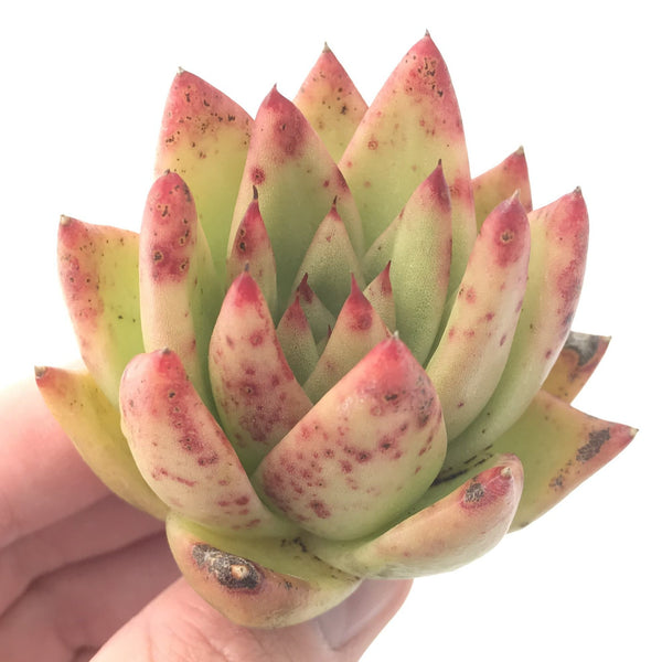 Echeveria Agavoides ‘Freckled Maria’ 2"-3" Succulent Plant