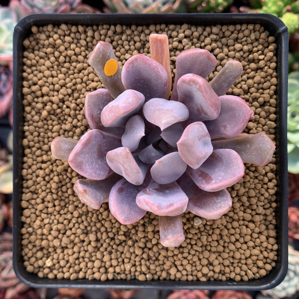 Echeveria 'Cupid' 3" Succulent Plant