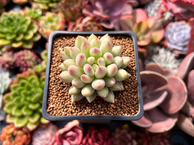 Pachyphytum 'Yeonji' 2" Succulent Plant