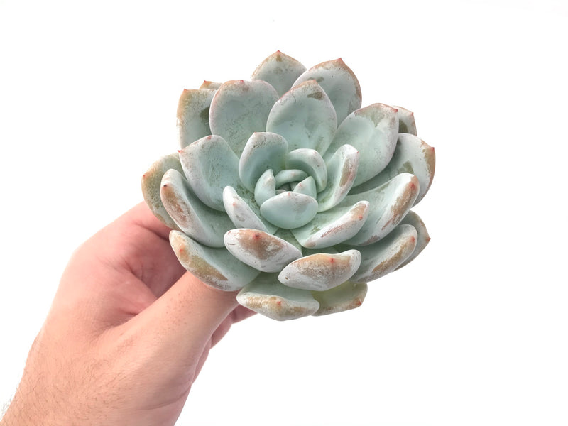 Echeveria 'Ivory' 4" Powdery Succulent Plant