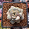 Graptoveria 'Amethorum' 1" Succulent Plant