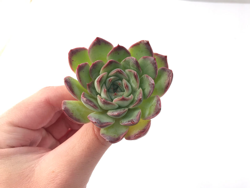 Echeveria 'Chung-ha' 2" Succulent Plant