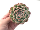 Echeveria 'Yusuke' 4" Succulent Plant