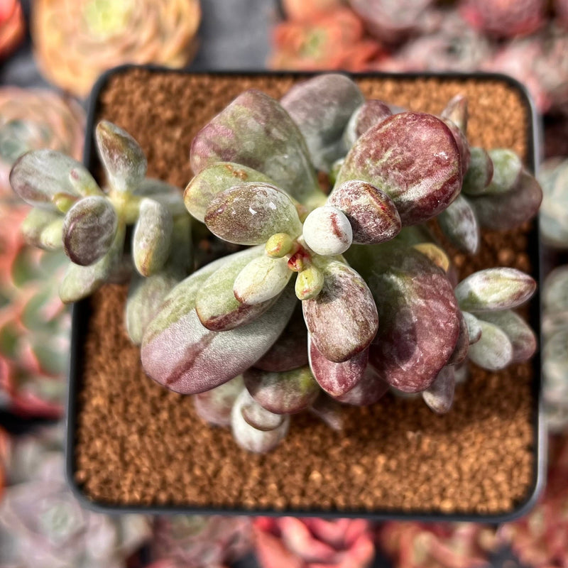 Cotyleydon Orbiculata Var. 'Hoppi' Variegated 3" Cluster Succulent Plant