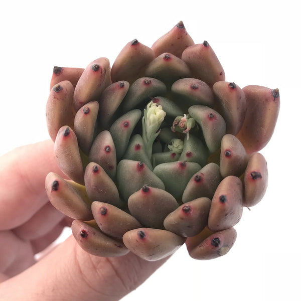 Echeveria Agavoides Sarabony 2” Rare Succulent Plant