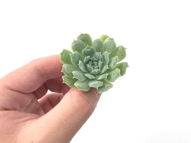 Echeveria 'Hearts Choice' 1" Small Rare Succulent Plant