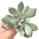 Pachyveria 'Pachyphytoides' Variegated 3" Succulent Plant