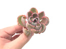 Echeveria 'Hearts Delight' Variegated AKA 'Beyonce Rainbow' 3"-4" Succulent Plant