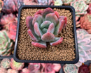 Pachyveria sp. 2" Succulent Plant