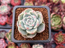 Echeveria 'Alba Beauty' 1" Succulent Plant