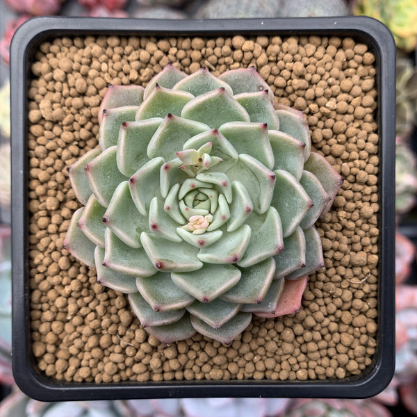 Echeveria 'Chocotop' New Hybrid 2" Succulent Plant