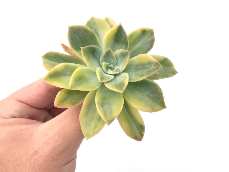 Echeveria 'Harry Watson’ Variegated 3" Succulent Plant