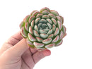 Echeveria 'Yusuke' 3" Succulent Plant