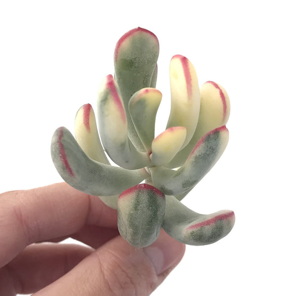 Cotyledon 'Orbiculata' Variegated Thin Leaf 2"-3" Succulent Plant