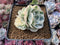 Echeveria 'Compton Carousel' Variegated Cluster 3" Succulent Plant