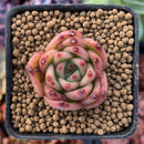 Echeveria Agavoides 'Chalstone' 1" Succulent Plant