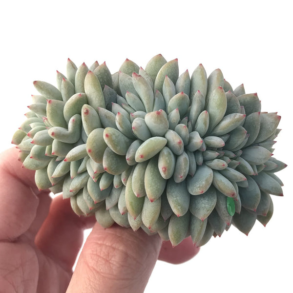 Echeveria 'Orange Monroe' Crested' 3"-4" Succulent Plant